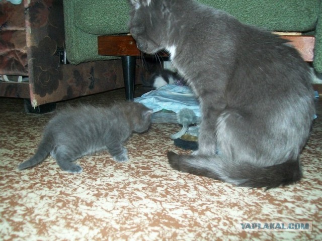Котовторник 30.04.2013