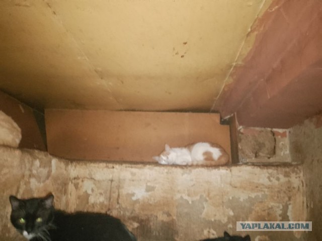 Жизнь домашнего приюта для котеек 479