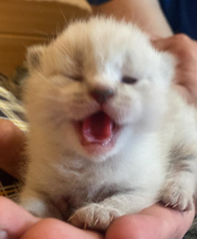 Котята в добрые руки