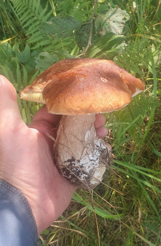 Грибочки. Ленобласть