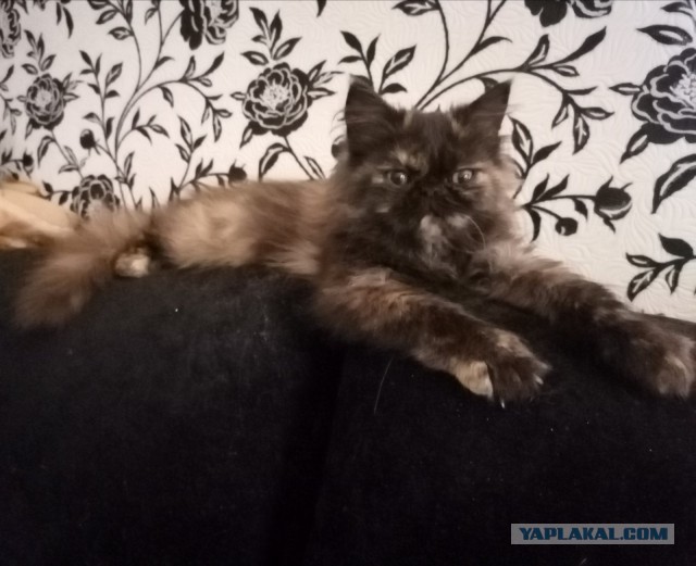 Котовторник, от мала до велика