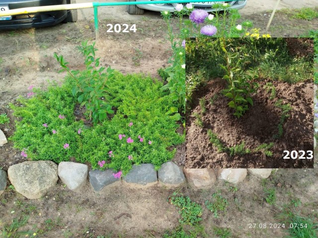 Клумба во дворе 2024 лето