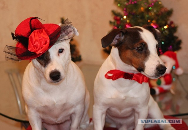 10 самых агрессивных пород собак