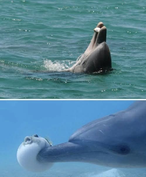 Ничто человеческое дельфинам не чуждо.