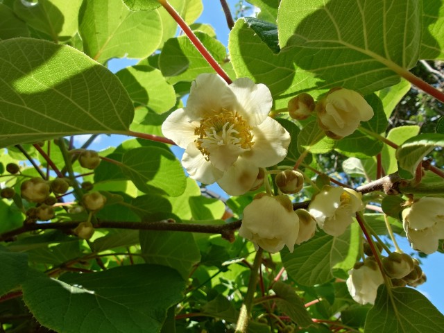 Киви зацвели.