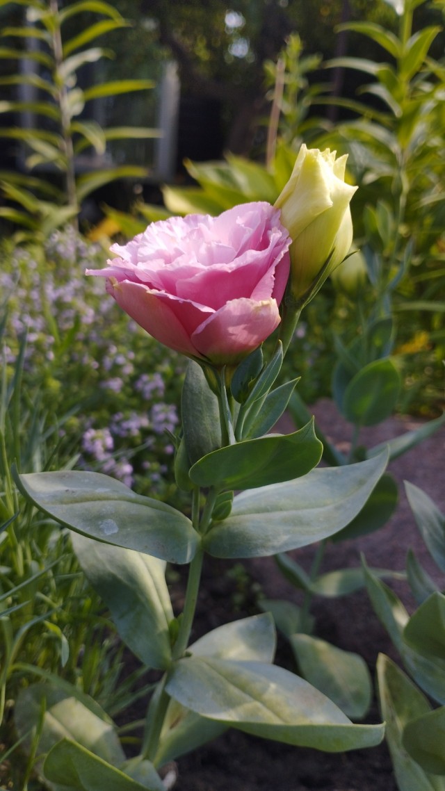 Роза-брюква