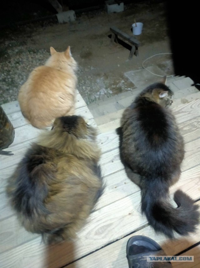 Жизнь кота