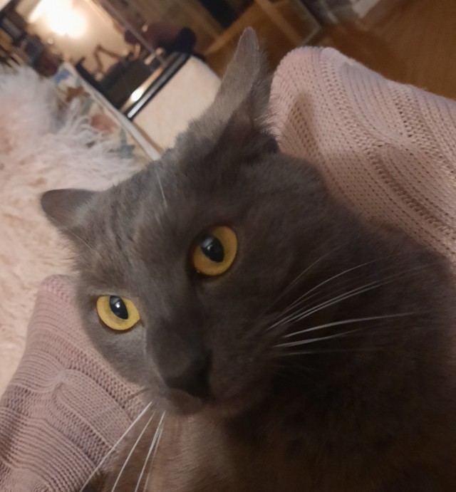 В котовторник.
