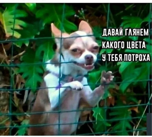 В России расширят список опасных пород собак