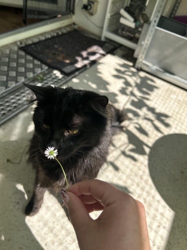 Котик с помойки