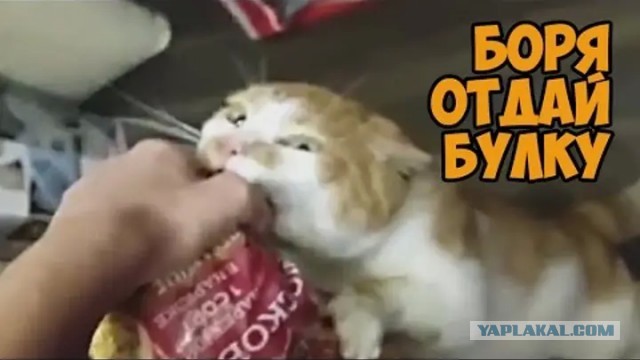 В гробу Морти видел все твои команды