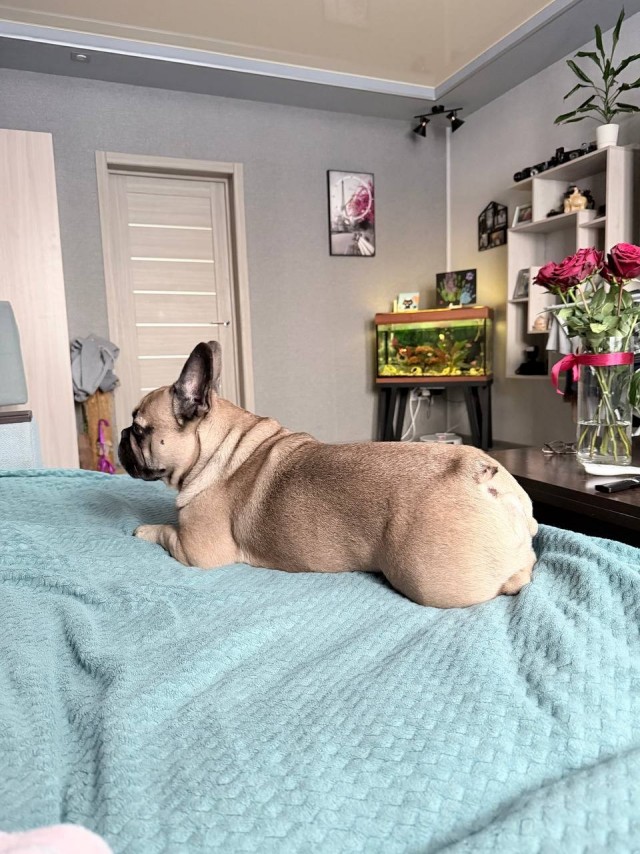 Наш пёсель