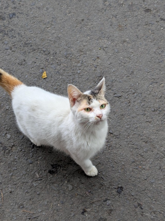 Уличных трёхцветных кошек тред