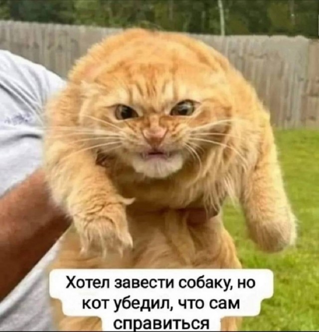 Так себе картинки 24.07.26