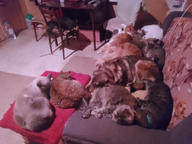 Котовторник. Бог пришёл