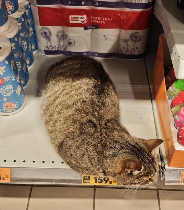 Коты теперь продаются в продуктовом магазине