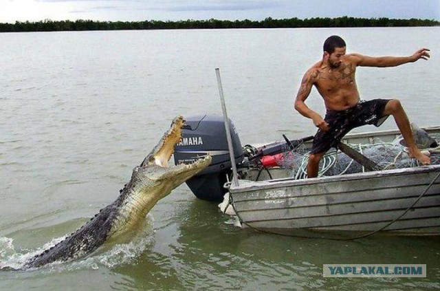 Коварная засада на слона