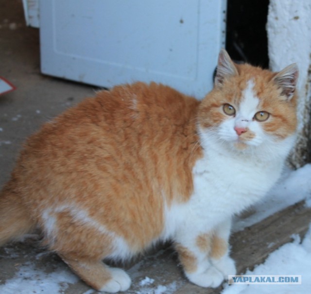 Котовторник 4.02.2014