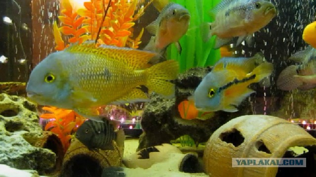 Небольшое увлечение