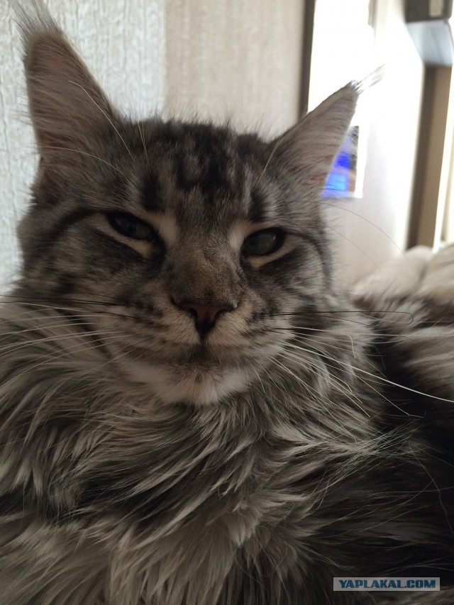 Котовторник 01.04.2014