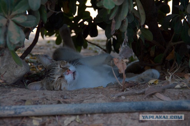 Котовторник  08.04.2014
