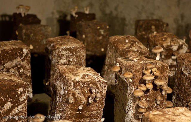 Как во Франции выращивают грибы?