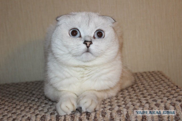 Котовторник 02.09.2014