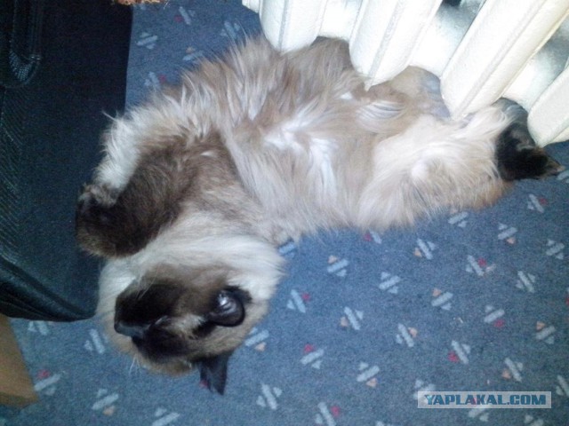 Котовторник 23.09.2014.