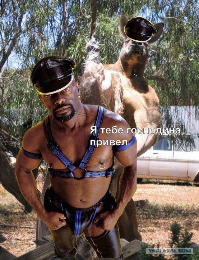 Кенгуру