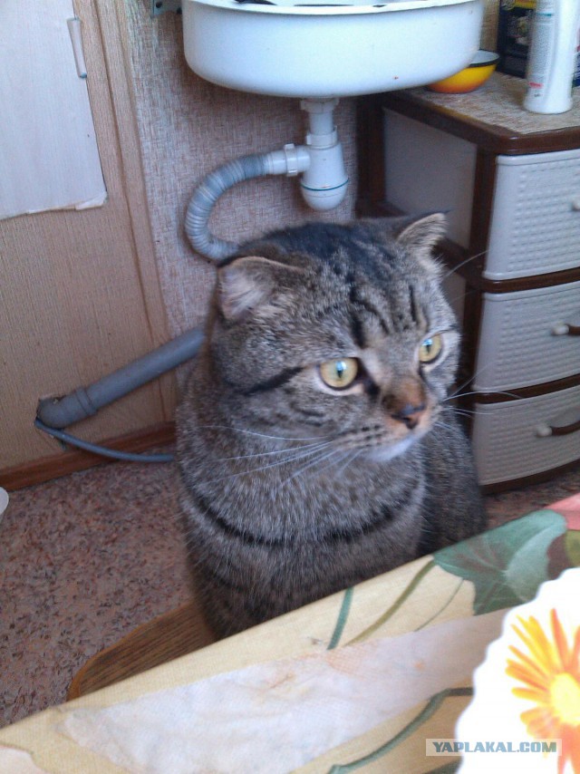 Котовторник 11.11.2014