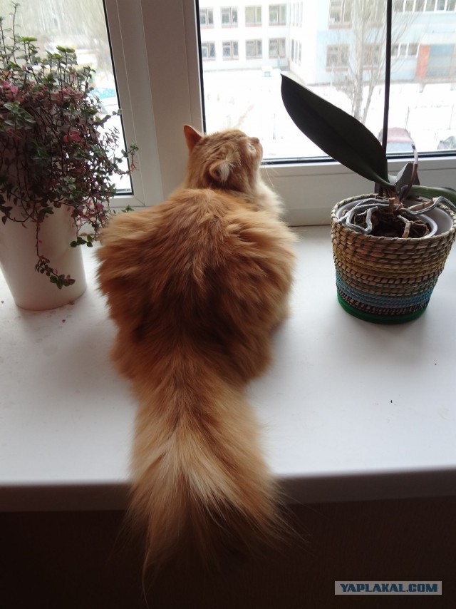 Котовторник 16.12.2014