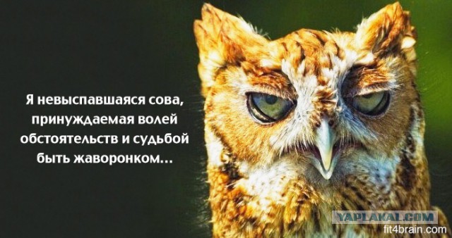 Весёлые картинки на субботу