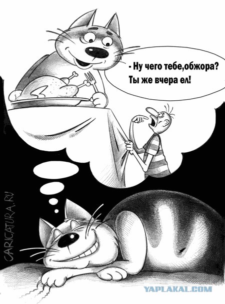 Коты умоляют дать поесть
