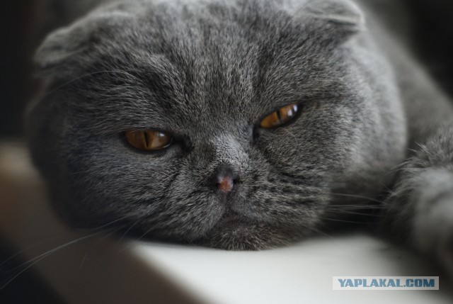 Котовторник 28.04.2015