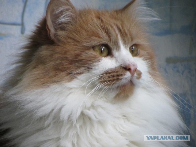 Котовторник 28.07.2015