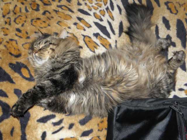 Котовторник