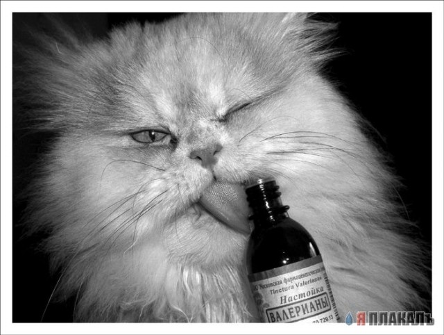 Коты, кошки, котята
