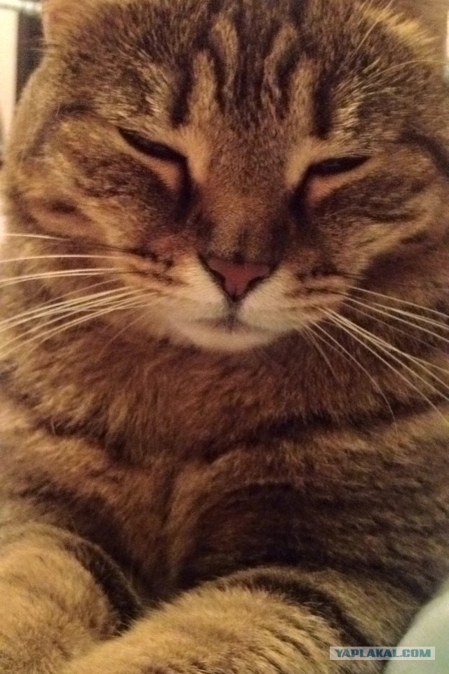 Котовторник 23.02.2016