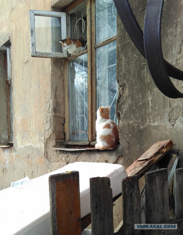 Котовторник 15.03