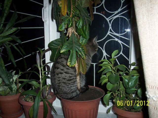 Котовторник 22.03.2016
