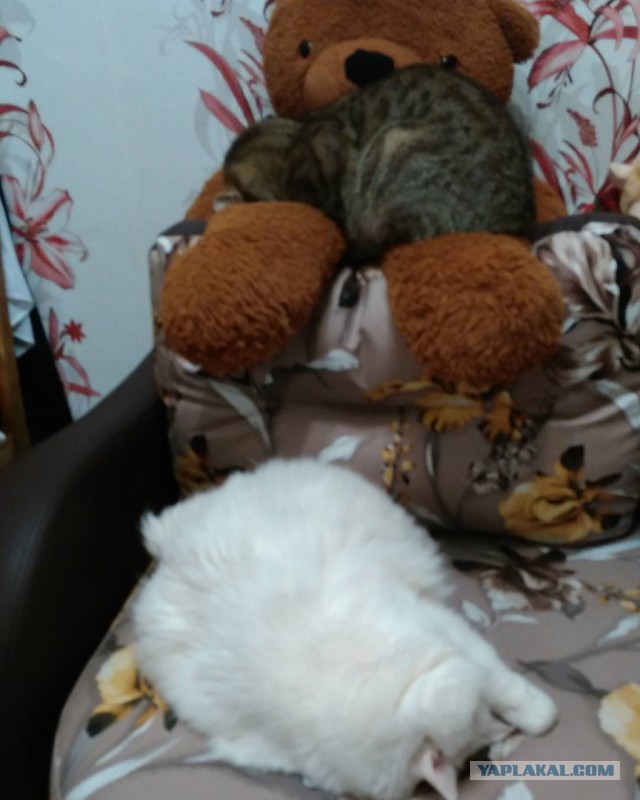 Котовторник 12.07.2016