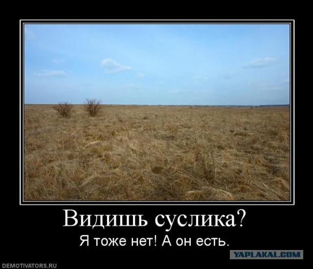 Бездомная собака покусала ребёнка