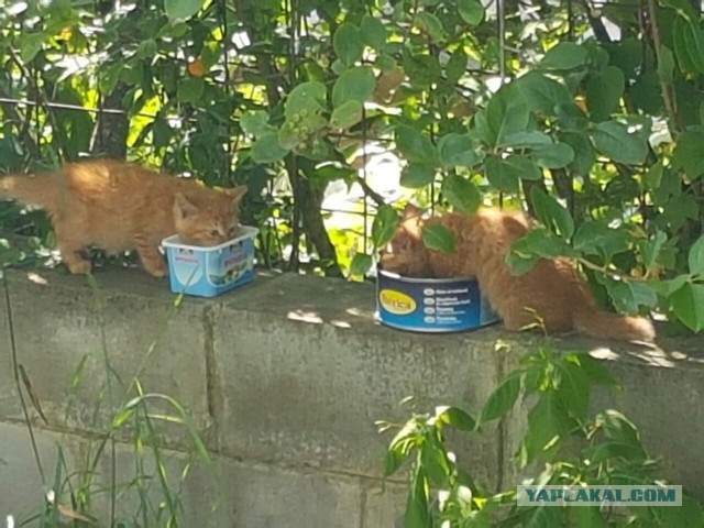 Котовторник 26.07 2016