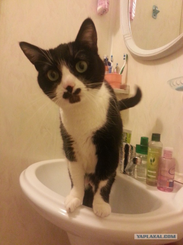 Котовторник 26.07 2016