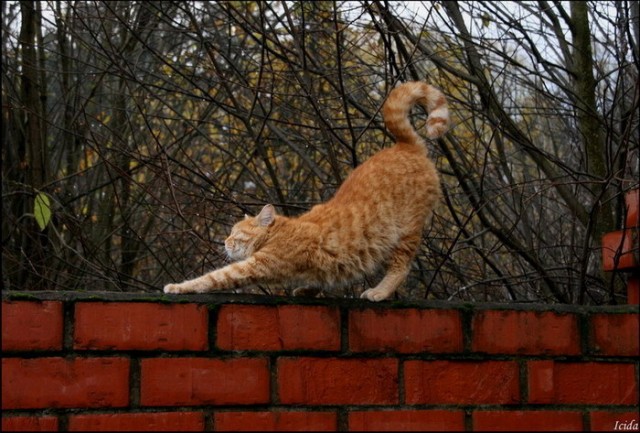 Котосреда!