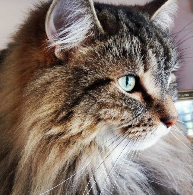 Уже лев или еще кот?