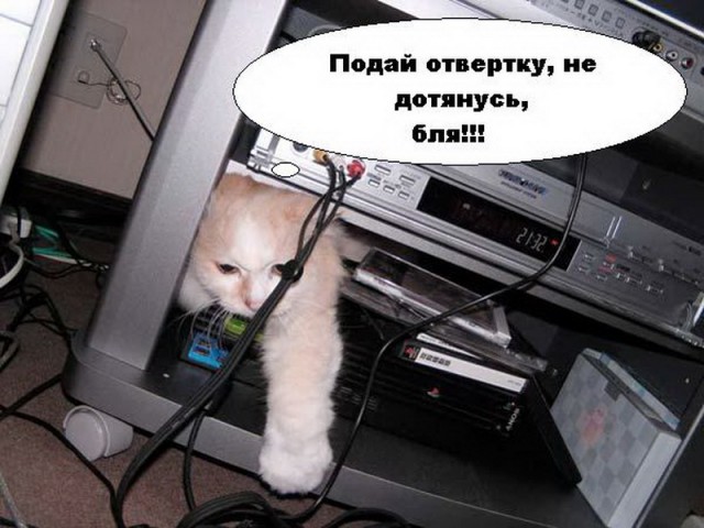 Коты из сети