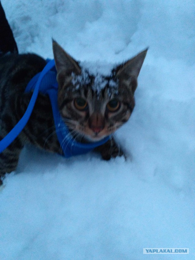 Котовторник  14.02.2017
