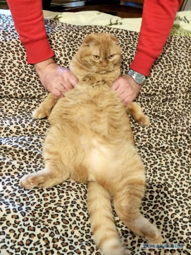Котовторник 14.03.2017