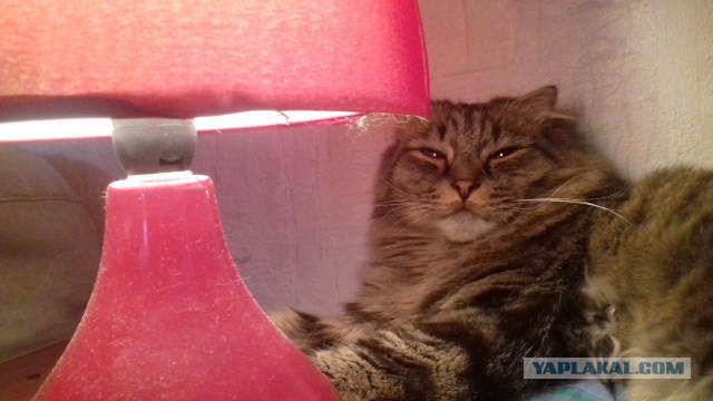 Котовторник 20.06.2017